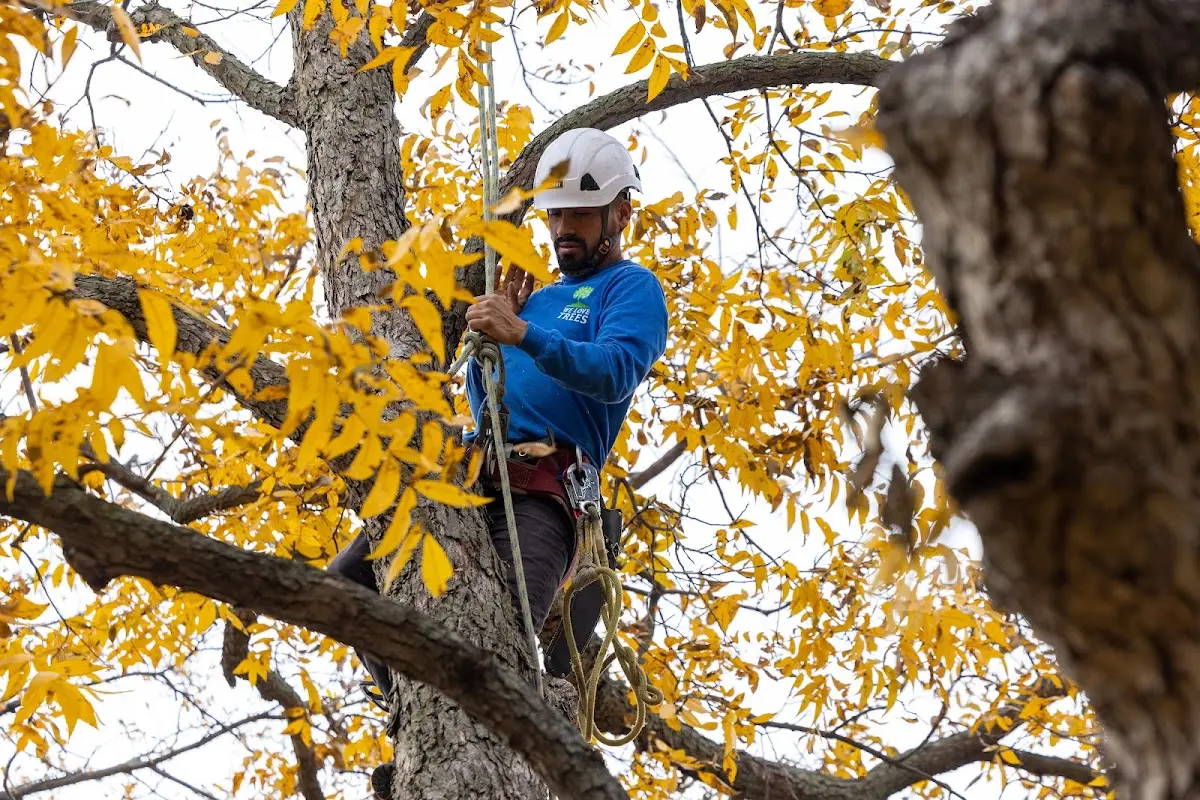 Skilled Tree Transplanting crew working in Lumberton