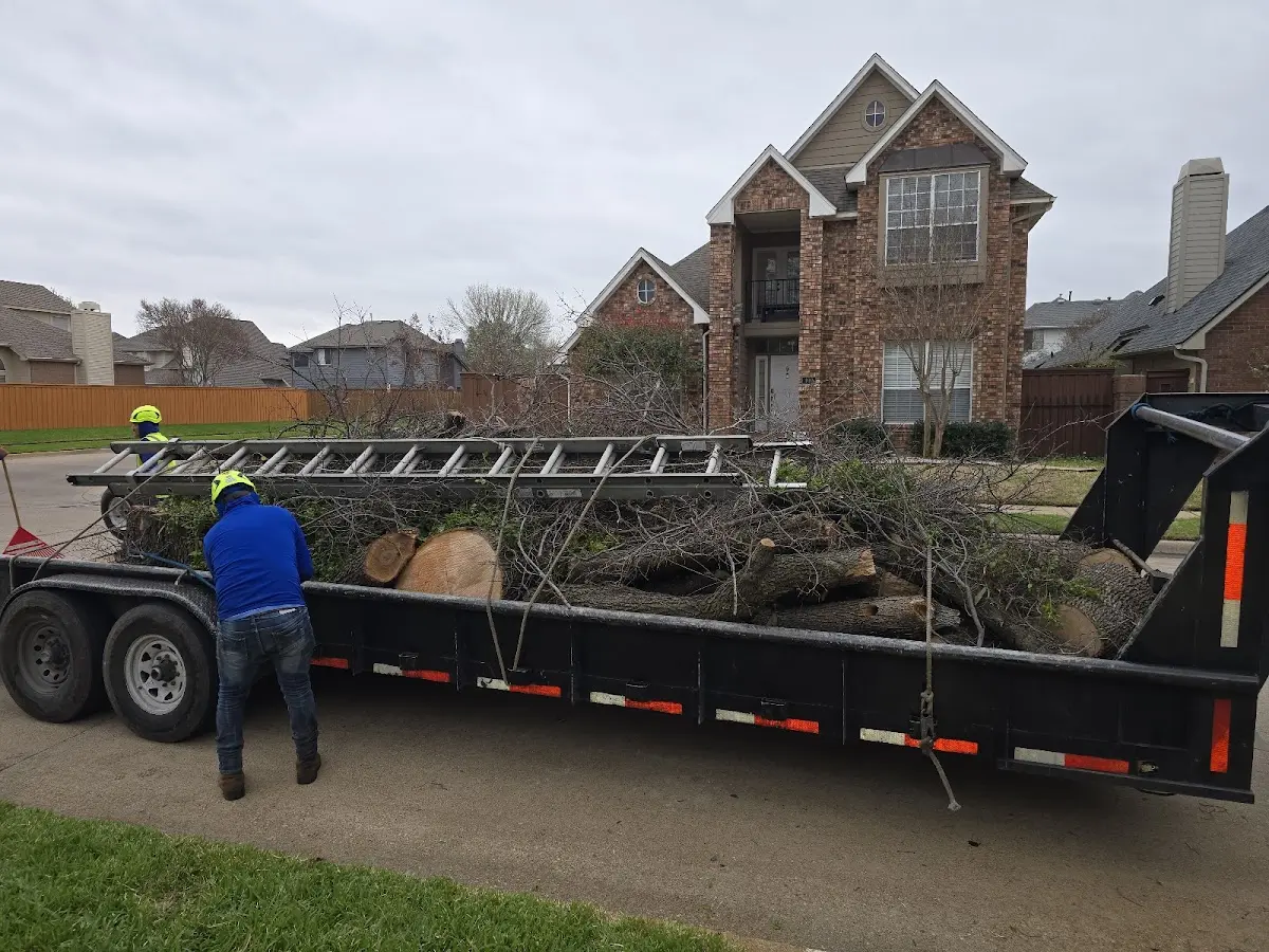 Expert Deadwooding with proper safety equipment in Lumberton